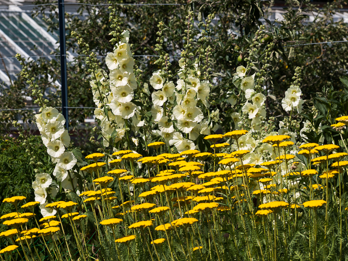 Clumber 2013 (21)